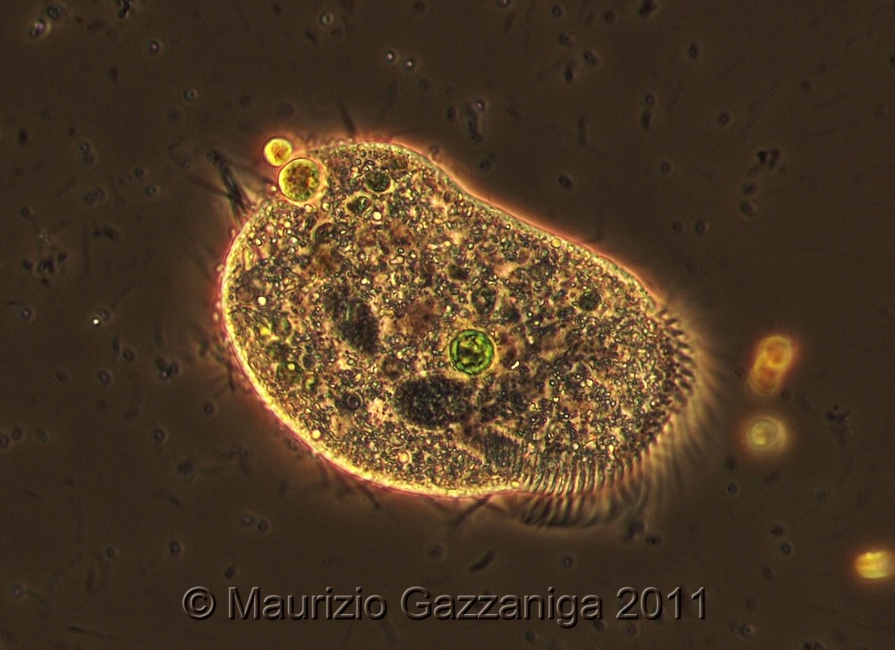 Stylonychia in contrasto di fase